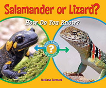 Salamander or Lizard? HOw Do You KNow?