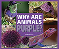 Why Are Animals Purple?