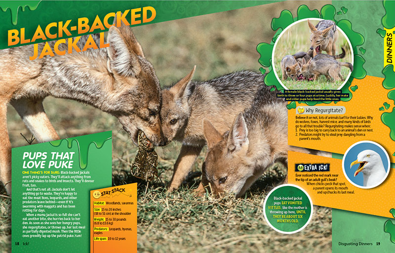 Black-Backed Jackal illustration from Ick! by Melissa Stewart, published by National Geographic for Kids, 2020