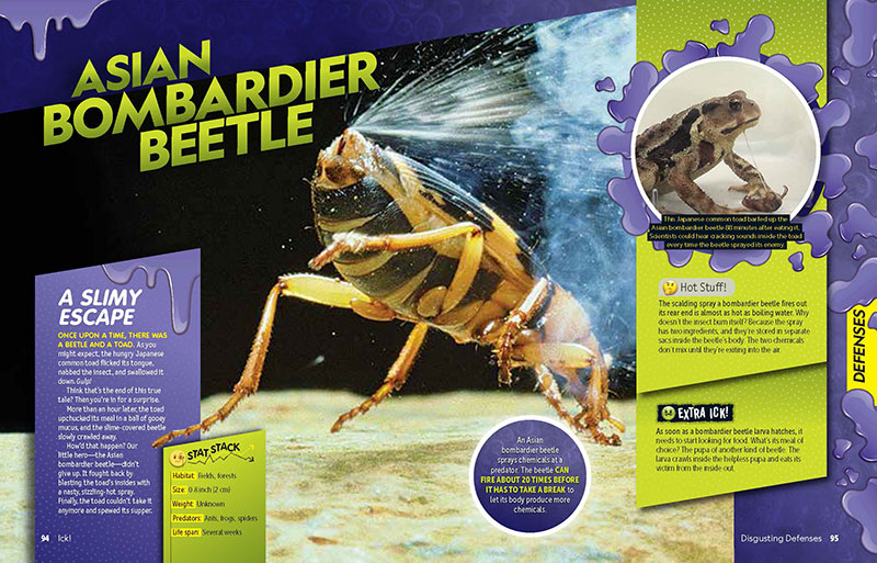 Asian Bombardier Beetle illustration from Ick! by Melissa Stewart, published by National Geographic for Kids, 2020