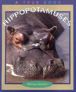 Hippopotamuses