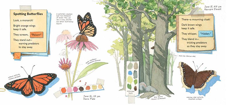 Monarch and Mourning Cloak illustration