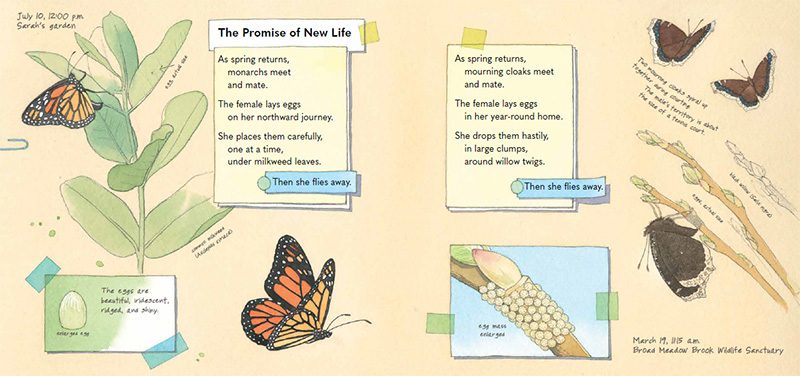 Monarch and Mourning Cloak: A Butterfly Journal